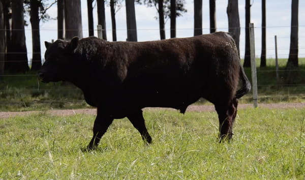 Lote ABERDEEN ANGUS PURO CONTROLADO SA