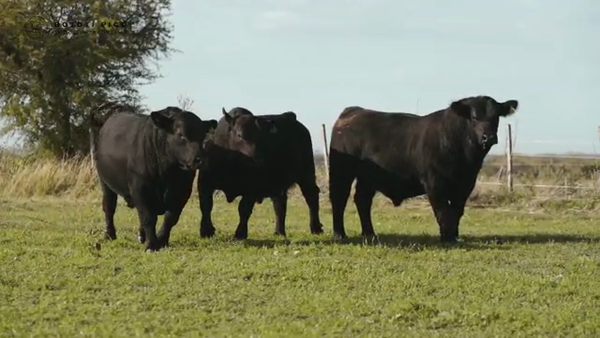 Lote RP 1540-1546-1543 BOTOTI PICU