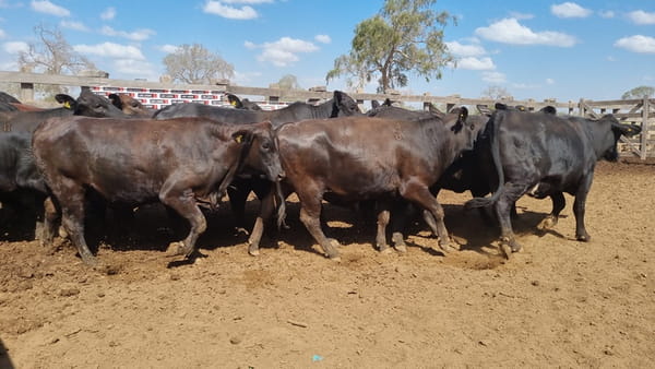 Lote Vaquillas Preñadas CBO 0