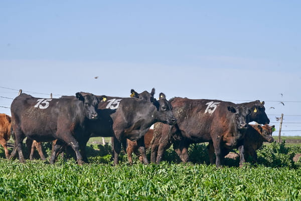 Lote "ME KEN" VAQUILLAS P.C CON CRIA