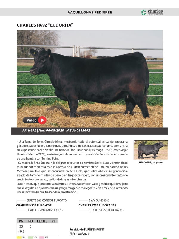 Lote VAQUILLONAS PEDIGREE