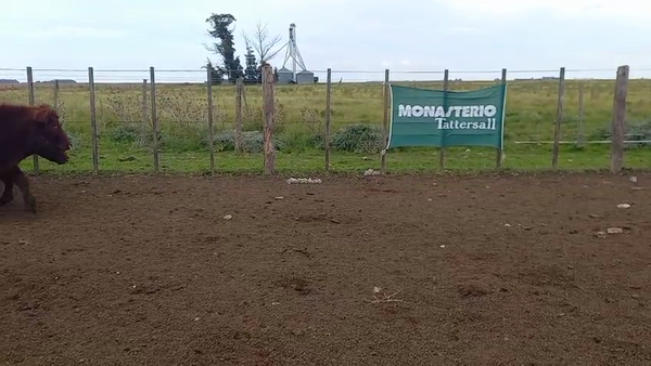 Lote 55 Terneros/as en Necochea