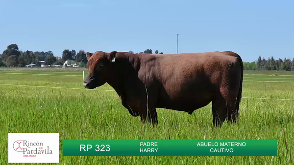 Lote TOROS RINCON DE PARDAVILLA