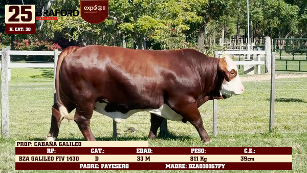 Lote LOTE 25