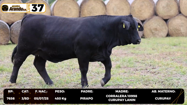 Lote LOTE 37