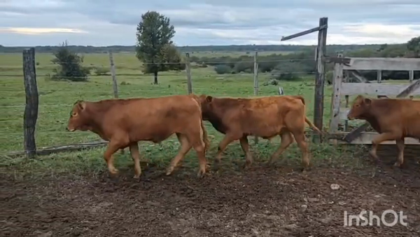 Lote 15 Terneros