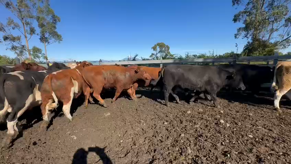 Lote 42 Novillo Gordo en Osorno, X Región Los Lagos