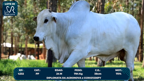 Lote LOTE 39