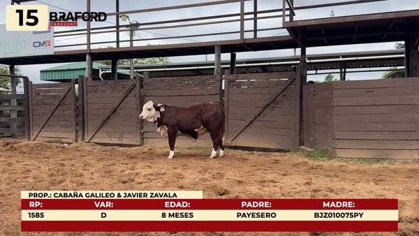 Lote LOTE 15