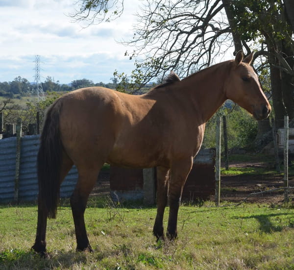 Lote Cabaña "La Serranera" - RP 61 - Serrana La Serranera