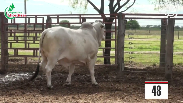 Lote Brahman