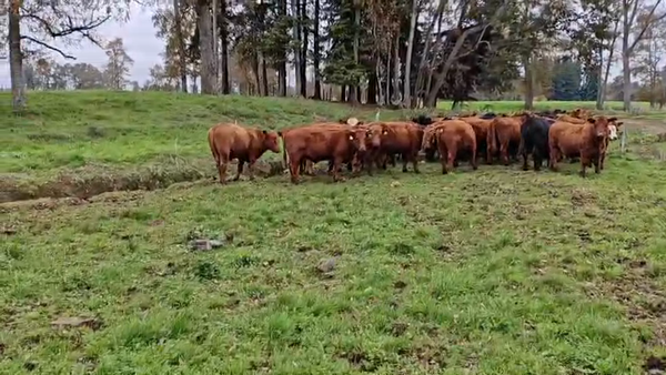 Lote 50 Novillo Engorda en Paillaco, XIV Región Los Ríos