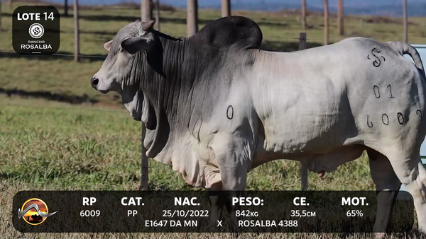 Lote LOTE 14