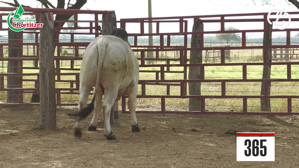 Lote Brahman