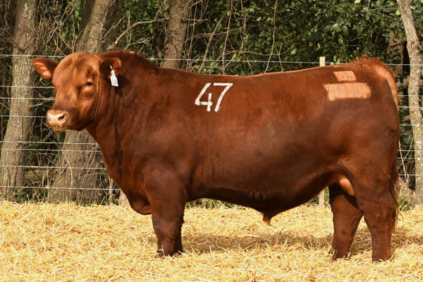 45605 — TOROS ANGUS PC