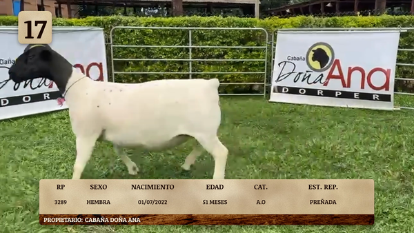 Lote LOTE 17