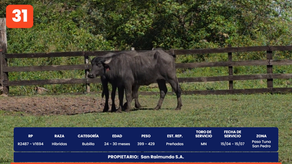 Lote LOTE 31