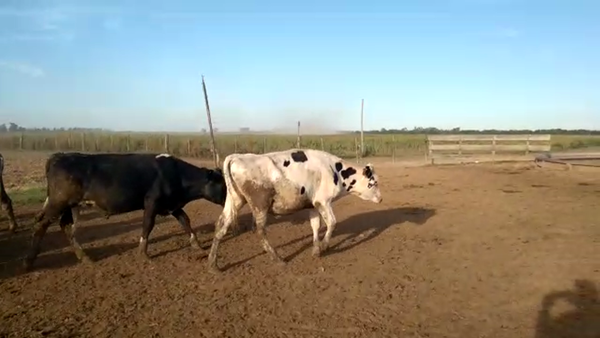 Lote 10 Novillos Holando Argentino en Colonia Bossi, Santa Fe