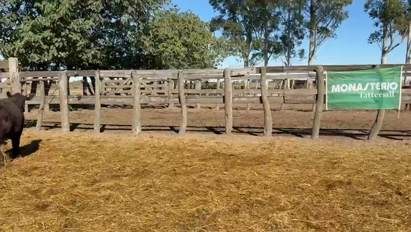 Lote 76 Vaquillonas en San Salvador - ER