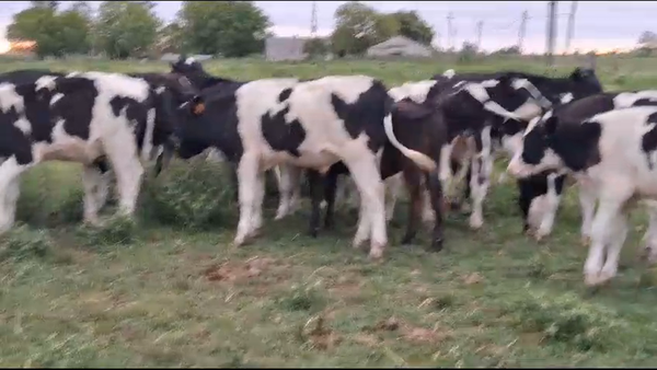 Lote 20 Terneros Holando en Camino de la Costa a 15 Km de San Jose