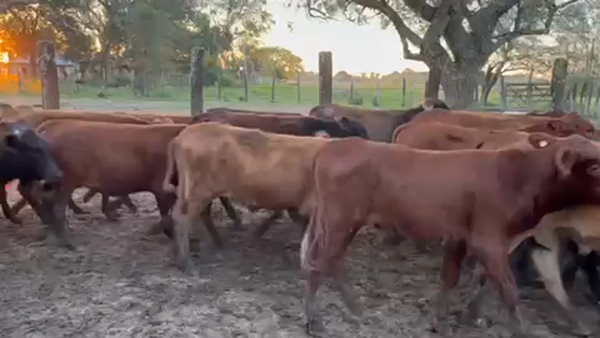 Lote 120 Terneros/as en Formosa, Formosa