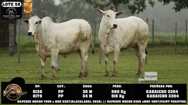 Lote LOTE 58
