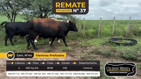 Lote 4 Vientres Preñados en Colonia