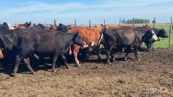 Lote 130 VACAS NUEVAS VACIAS X TACTO