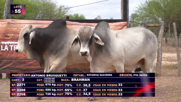 Lote ANTONIO BRUSQUETTI LOTE 55