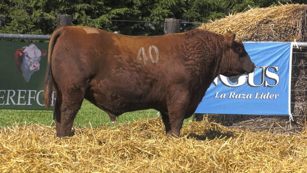 40 -  40280C — TOROS ANGUS PURO CONTROLADO