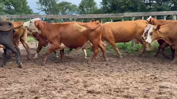 Lote 34 Vacas de invernar en Corrientes, Goya