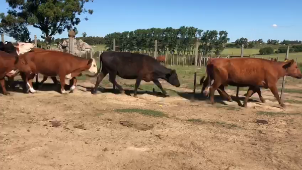 Lote 64 Vacas de Invernada en Florida