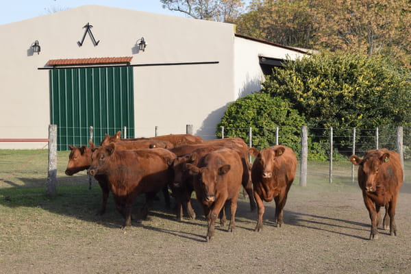 Lote CABAÑA “COEMBOTÁ” de Calderón Vientres Generales Coloradas Preñadas