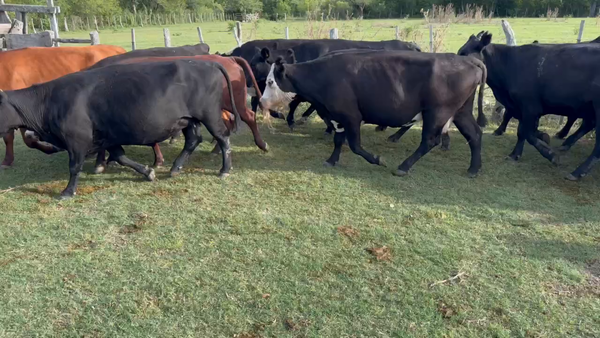 Lote 35 Vacas de invernar en Durazno, Entre Ríos