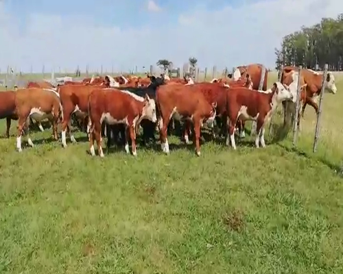 Lote 76 Terneros/as en Federal, Entre Ríos