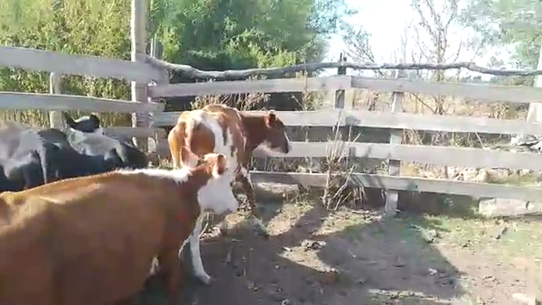 Lote 8 Vaquillonas  CR en Puntas de Gregorio