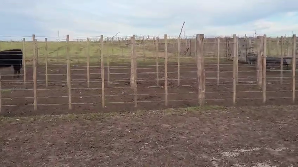 Lote 70 Terneras en Buenos Aires, Tandil