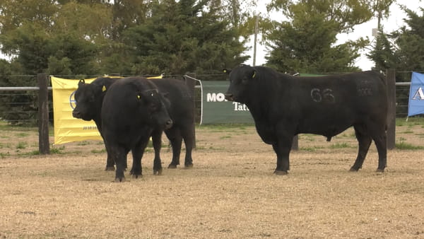 Lote TOROS PUROS CONTROLADOS