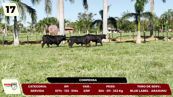 Lote LOTE 17- EN VIVO