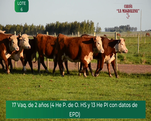 Lote 5 VAQUILLONAS HEREFORD PEDIGREE