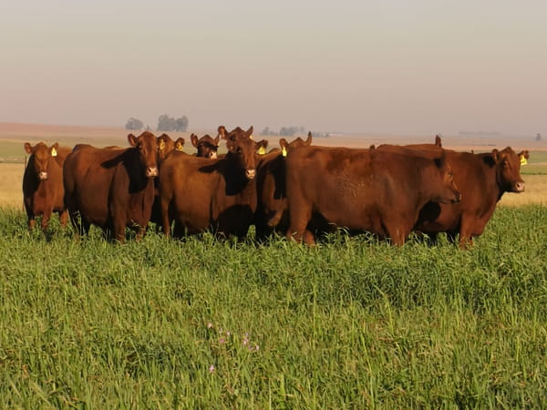 Lote VACAS A. ANGUS COLORADAS P. CONTROLADAS C/ GTIA DE PREÑEZ