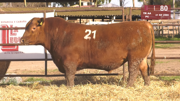 21 2990 — TOROS ANGUS COLORADOS  PC