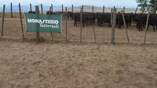 Lote 55 Terneras en Coronel Suarez