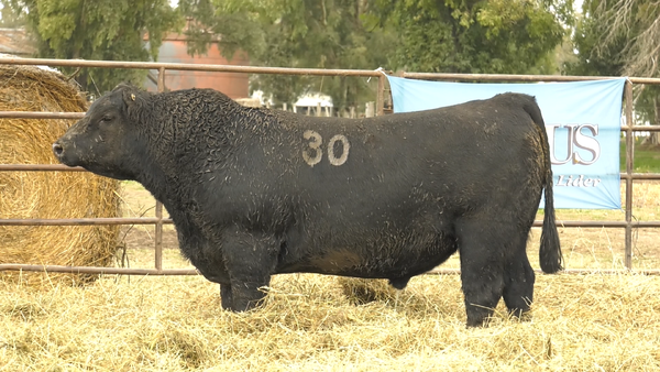 Lote TOROS ANGUS NEGROS  PC