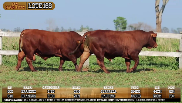 Lote LOTE 168