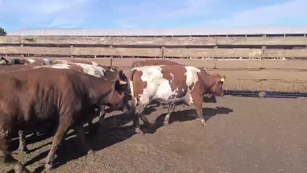 Lote 20 Vaquilla Gorda en Los Ángeles, VIII Región Biobío