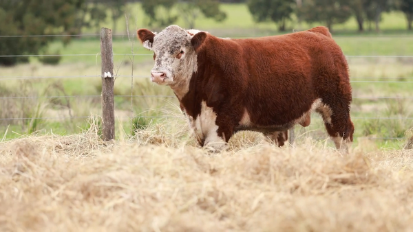 Lote ORDEN 9 TERNEROS PP
