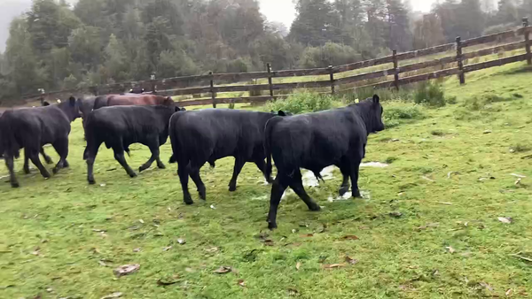 Lote 22 Ternero en Cisnes, XI Región Aysén
