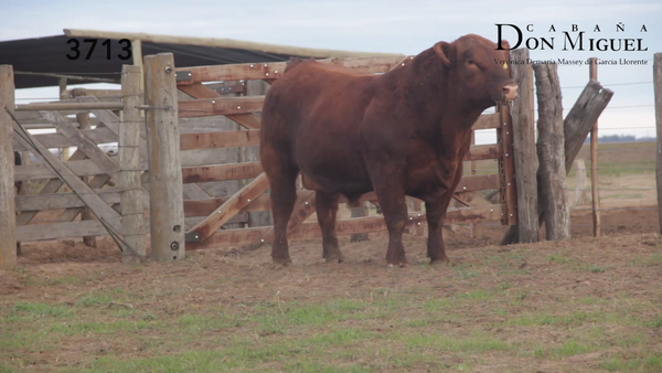 Lote TOROS PUROS DE PEDIGREE
