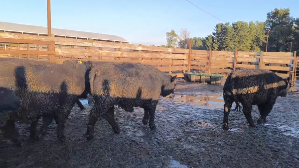 Lote 20 Novillo Gordo en Los Ángeles, VIII Región Biobío